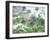 A Bluejay Peeks out from Snowy Pine Branches-null-Framed Photographic Print