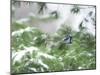A Bluejay Peeks out from Snowy Pine Branches-null-Mounted Photographic Print