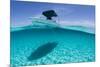 A Boat Is Anchored in the Clear Blue Tropical Waters Off Staniel Cay, Exuma, Bahamas-James White-Mounted Premium Photographic Print