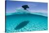 A Boat Is Anchored in the Clear Blue Tropical Waters Off Staniel Cay, Exuma, Bahamas-James White-Stretched Canvas