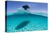 A Boat Is Anchored in the Clear Blue Tropical Waters Off Staniel Cay, Exuma, Bahamas-James White-Stretched Canvas