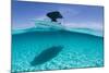 A Boat Is Anchored in the Clear Blue Tropical Waters Off Staniel Cay, Exuma, Bahamas-James White-Mounted Photographic Print