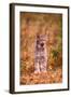 A Bobcat Out Hunting in an Autumn Colored Forest-John Alves-Framed Photographic Print