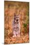 A Bobcat Out Hunting in an Autumn Colored Forest-John Alves-Mounted Photographic Print