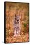 A Bobcat Out Hunting in an Autumn Colored Forest-John Alves-Framed Stretched Canvas