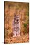 A Bobcat Out Hunting in an Autumn Colored Forest-John Alves-Stretched Canvas