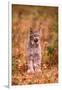 A Bobcat Out Hunting in an Autumn Colored Forest-John Alves-Framed Photographic Print