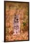 A Bobcat Out Hunting in an Autumn Colored Forest-John Alves-Framed Photographic Print