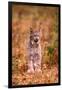 A Bobcat Out Hunting in an Autumn Colored Forest-John Alves-Framed Photographic Print