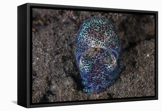 A Bobtail Squid Emerges from the Sandy Seafloor-Stocktrek Images-Framed Stretched Canvas