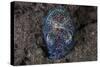 A Bobtail Squid Emerges from the Sandy Seafloor-Stocktrek Images-Stretched Canvas