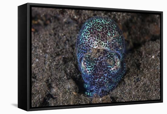 A Bobtail Squid Emerges from the Sandy Seafloor-Stocktrek Images-Framed Stretched Canvas