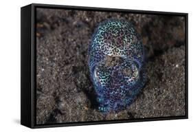 A Bobtail Squid Emerges from the Sandy Seafloor-Stocktrek Images-Framed Stretched Canvas