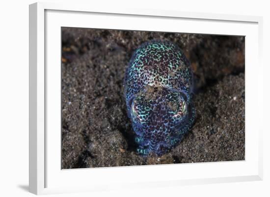 A Bobtail Squid Emerges from the Sandy Seafloor-Stocktrek Images-Framed Photographic Print