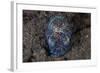 A Bobtail Squid Emerges from the Sandy Seafloor-Stocktrek Images-Framed Photographic Print