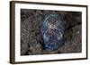 A Bobtail Squid Emerges from the Sandy Seafloor-Stocktrek Images-Framed Photographic Print