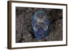 A Bobtail Squid Emerges from the Sandy Seafloor-Stocktrek Images-Framed Photographic Print