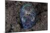 A Bobtail Squid Emerges from the Sandy Seafloor-Stocktrek Images-Mounted Photographic Print