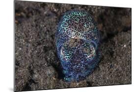 A Bobtail Squid Emerges from the Sandy Seafloor-Stocktrek Images-Mounted Photographic Print