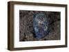 A Bobtail Squid Emerges from the Sandy Seafloor-Stocktrek Images-Framed Photographic Print