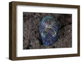 A Bobtail Squid Emerges from the Sandy Seafloor-Stocktrek Images-Framed Photographic Print