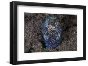 A Bobtail Squid Emerges from the Sandy Seafloor-Stocktrek Images-Framed Photographic Print