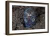 A Bobtail Squid Emerges from the Sandy Seafloor-Stocktrek Images-Framed Photographic Print