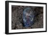 A Bobtail Squid Emerges from the Sandy Seafloor-Stocktrek Images-Framed Photographic Print