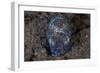 A Bobtail Squid Emerges from the Sandy Seafloor-Stocktrek Images-Framed Photographic Print