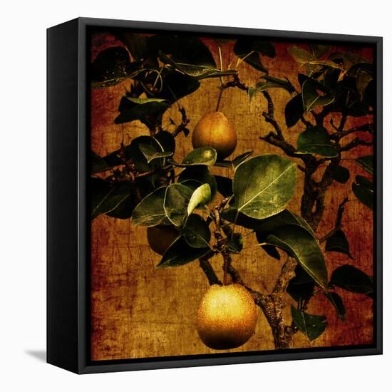 A Bonsai Pear Tree with Two Fruit Against a Rich, Gold Craquelure Background-Trigger Image-Framed Stretched Canvas