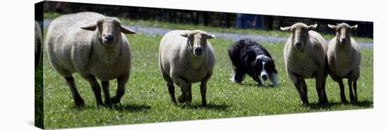 A Border Collie Demonstrates Sheep Herding-null-Stretched Canvas