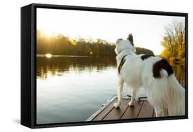 A Border Collie Looks Out over a Lake During an Autumn Sunrise in Eastern Pennsylvania-Vince M. Camiolo-Framed Stretched Canvas