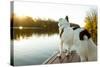 A Border Collie Looks Out over a Lake During an Autumn Sunrise in Eastern Pennsylvania-Vince M. Camiolo-Stretched Canvas