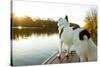 A Border Collie Looks Out over a Lake During an Autumn Sunrise in Eastern Pennsylvania-Vince M. Camiolo-Stretched Canvas