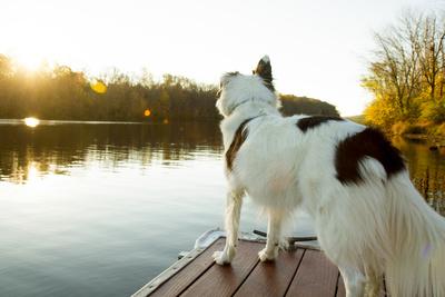 https://imgc.allpostersimages.com/img/posters/a-border-collie-looks-out-over-a-lake-during-an-autumn-sunrise-in-eastern-pennsylvania_u-L-Q10TIIR0.jpg?artPerspective=n