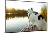 A Border Collie Looks Out over a Lake During an Autumn Sunrise in Eastern Pennsylvania-Vince M. Camiolo-Mounted Photographic Print