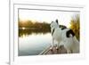 A Border Collie Looks Out over a Lake During an Autumn Sunrise in Eastern Pennsylvania-Vince M. Camiolo-Framed Photographic Print