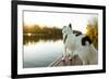 A Border Collie Looks Out over a Lake During an Autumn Sunrise in Eastern Pennsylvania-Vince M. Camiolo-Framed Photographic Print