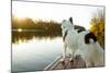 A Border Collie Looks Out over a Lake During an Autumn Sunrise in Eastern Pennsylvania-Vince M. Camiolo-Mounted Photographic Print