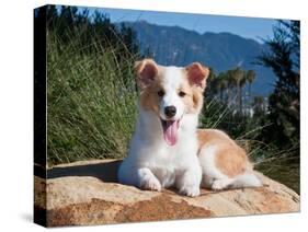 A Border Collie Puppy Lying on a Huge Sandstone Boulder in a Park with the Santa Ynez Mountains-Zandria Muench Beraldo-Stretched Canvas