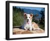 A Border Collie Puppy Lying on a Huge Sandstone Boulder in a Park with the Santa Ynez Mountains-Zandria Muench Beraldo-Framed Photographic Print