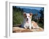 A Border Collie Puppy Lying on a Huge Sandstone Boulder in a Park with the Santa Ynez Mountains-Zandria Muench Beraldo-Framed Photographic Print