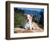 A Border Collie Puppy Lying on a Huge Sandstone Boulder in a Park with the Santa Ynez Mountains-Zandria Muench Beraldo-Framed Photographic Print