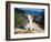 A Border Collie Puppy Lying on a Huge Sandstone Boulder in a Park with the Santa Ynez Mountains-Zandria Muench Beraldo-Framed Photographic Print