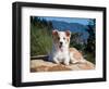 A Border Collie Puppy Lying on a Huge Sandstone Boulder in a Park with the Santa Ynez Mountains-Zandria Muench Beraldo-Framed Photographic Print