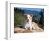 A Border Collie Puppy Lying on a Huge Sandstone Boulder in a Park with the Santa Ynez Mountains-Zandria Muench Beraldo-Framed Photographic Print