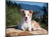 A Border Collie Puppy Lying on a Huge Sandstone Boulder in a Park with the Santa Ynez Mountains-Zandria Muench Beraldo-Mounted Photographic Print