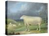 A Border Leicester Ewe-James Ward-Stretched Canvas