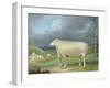 A Border Leicester Ewe-James Ward-Framed Giclee Print