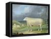 A Border Leicester Ewe-James Ward-Framed Stretched Canvas